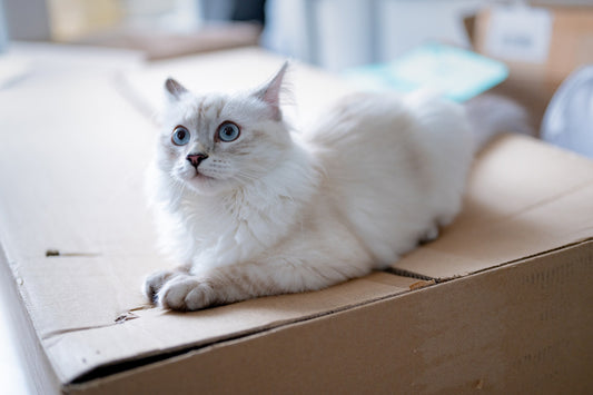 400 Ideias de Nomes para Gato Branco: Encontre o Nome Perfeito para Seu Amigo de Pelagem Neve