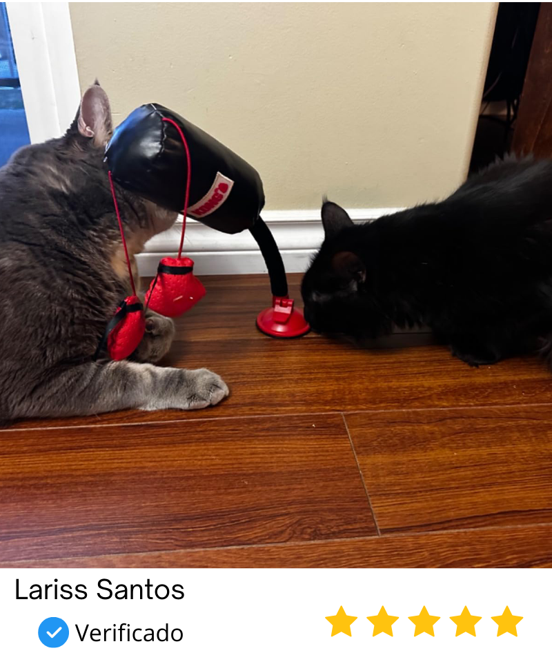 Brinquedo Boxe Olímpico para Gatos