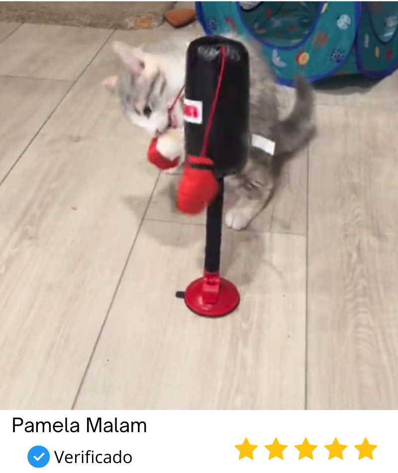 Brinquedo Boxe Olímpico para Gatos