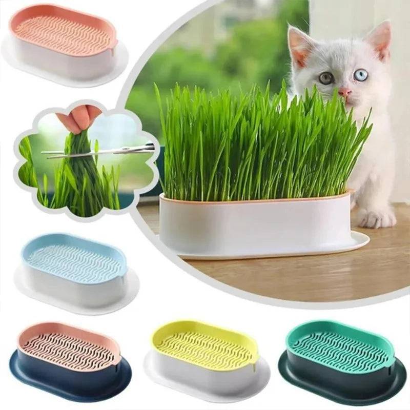 Prato Cultivador de Grama Hidropônica para Gatos Smart Pet Shop